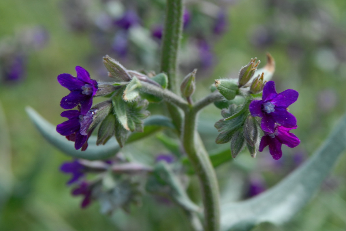 Anchusa officinalis (door Hans Toetenel)