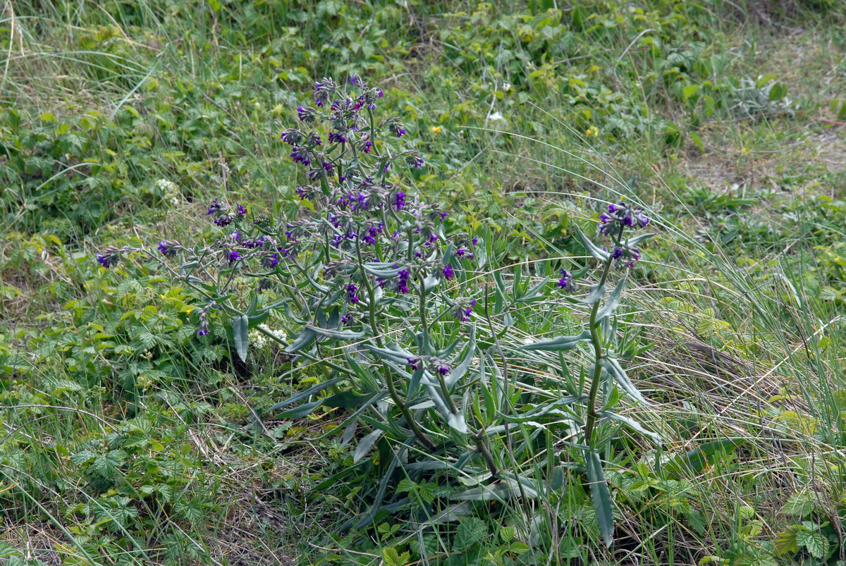 Anchusa officinalis (door Hans Toetenel)