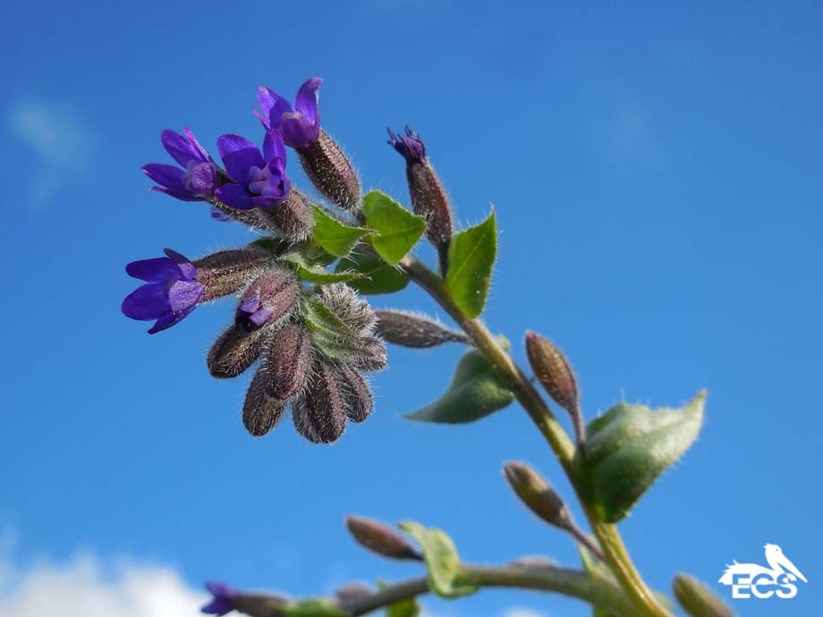 Anchusa undulata subsp. hybrida (door Ed Stikvoort | Saxifraga)