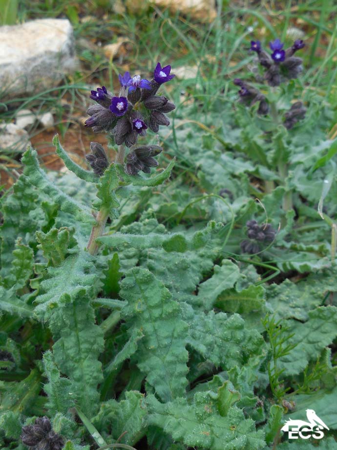 Anchusa undulata subsp. hybrida (door Ed Stikvoort | Saxifraga)