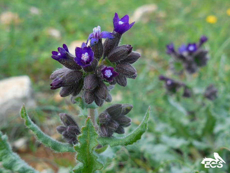 Anchusa undulata subsp. hybrida (door Ed Stikvoort | Saxifraga)