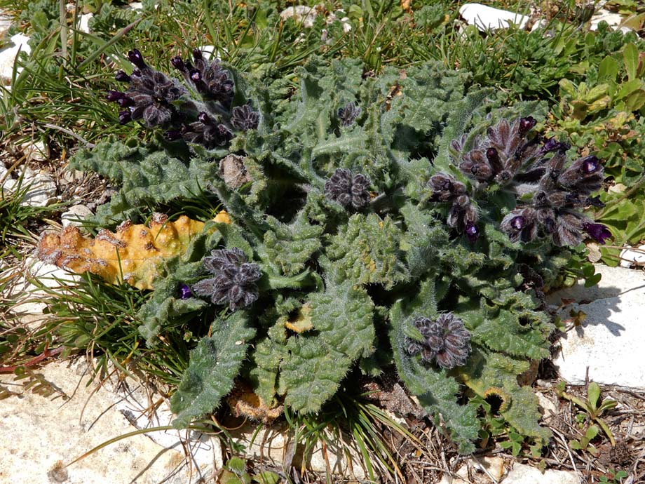 Anchusa undulata subsp. hybrida (door Ed Stikvoort | Saxifraga)