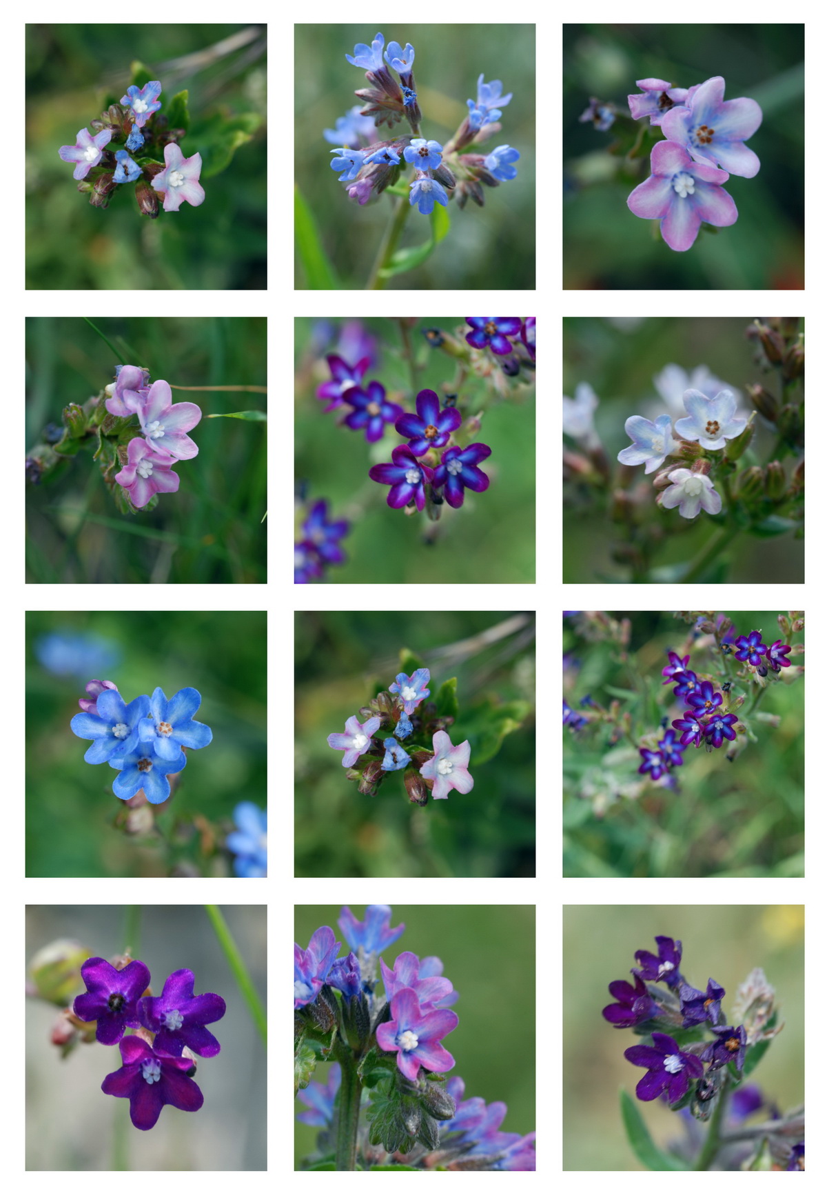 Anchusa x baumgartenii (door Hans Toetenel)