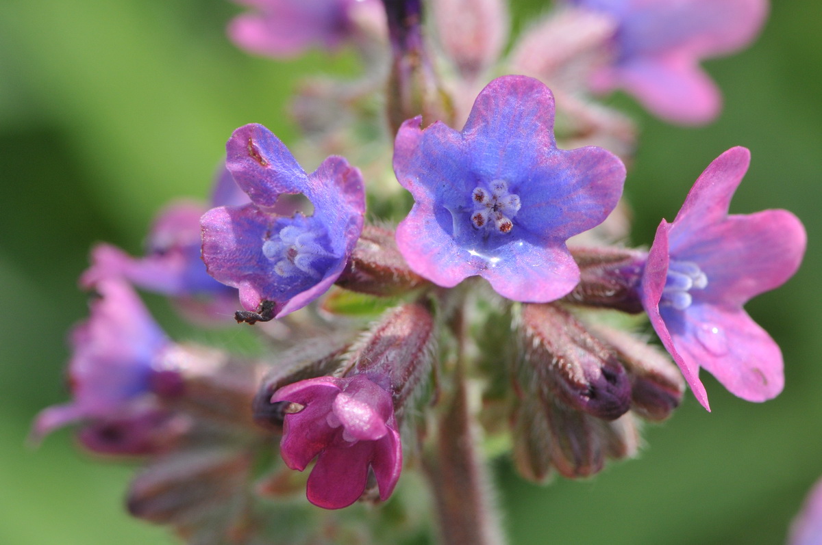 Anchusa x baumgartenii (door Hans Toetenel)