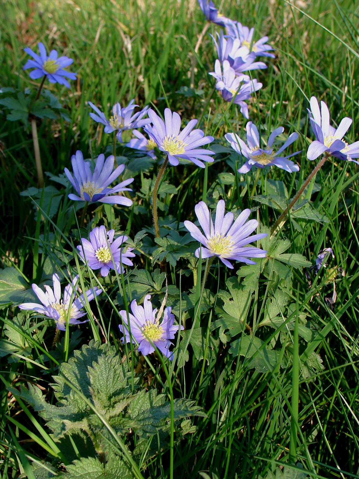 Anemone blanda (door Adrie van Heerden)