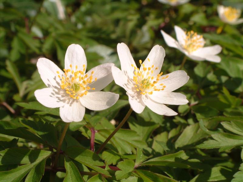 Anemone nemorosa (door Adrie van Heerden)