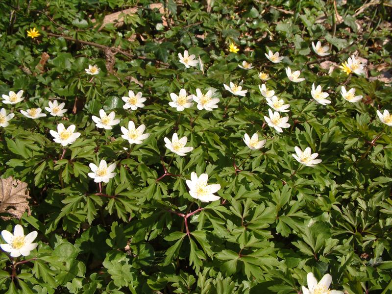 Anemone nemorosa (door Adrie van Heerden)