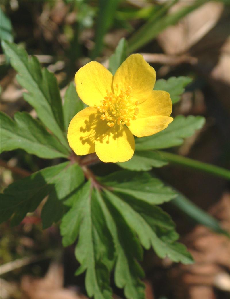 Anemone ranunculoides (door Adrie van Heerden)