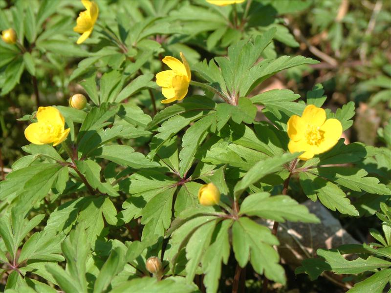 Anemone ranunculoides (door Adrie van Heerden)