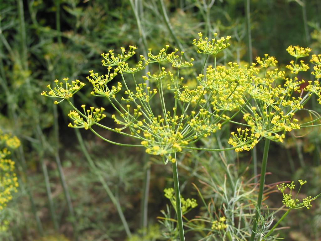 Anethum graveolens (door Gertjan van Mill)