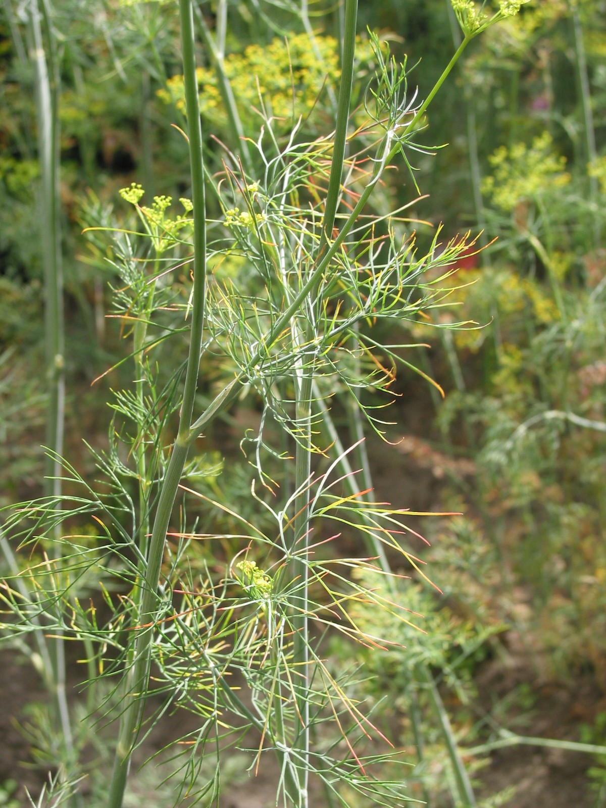 Anethum graveolens (door Gertjan van Mill)