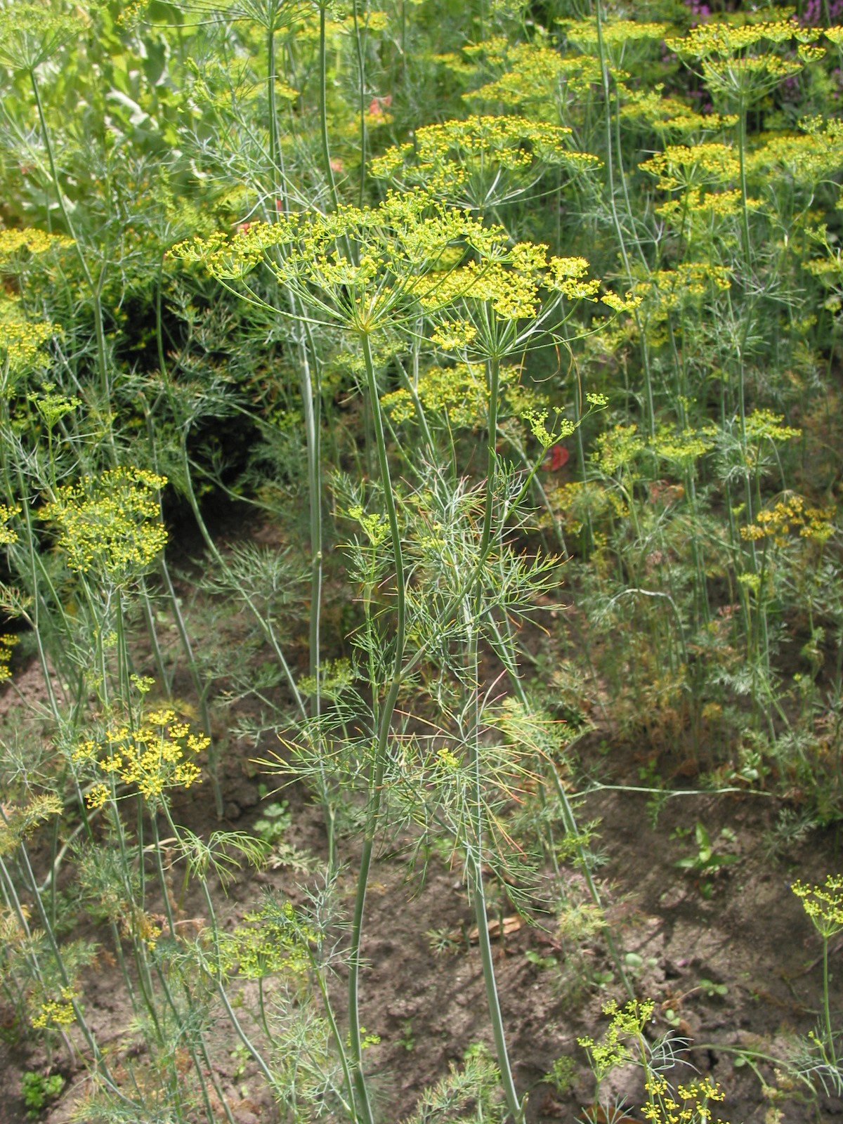 Anethum graveolens (door Gertjan van Mill)