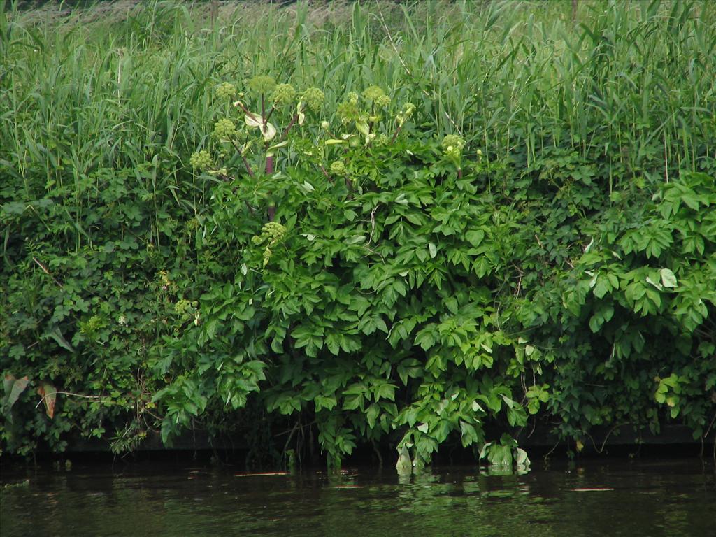 Angelica archangelica (door Pieter Stolwijk)