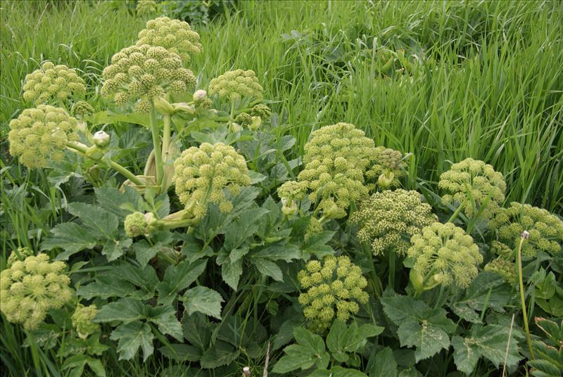 Angelica archangelica (door Adrie van Heerden)