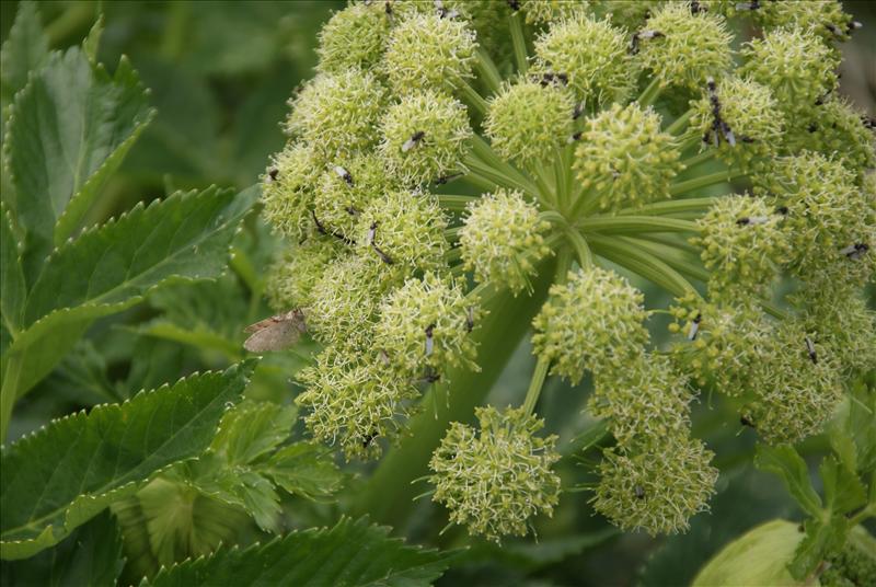 Angelica archangelica (door Adrie van Heerden)