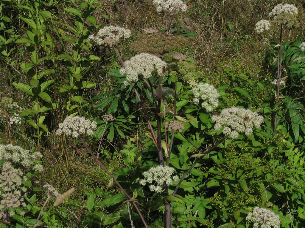 Angelica sylvestris (door Pieter Stolwijk)