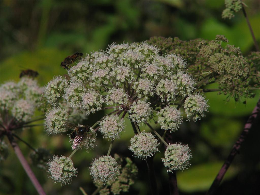 Angelica sylvestris (door Pieter Stolwijk)