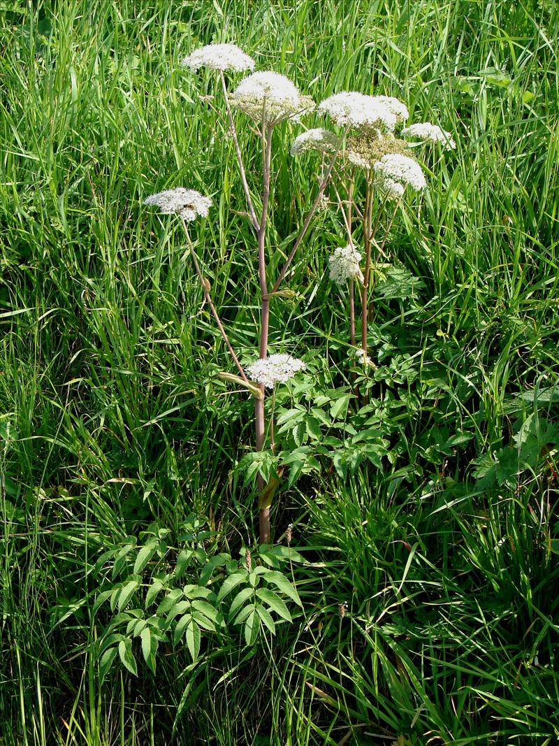 Angelica sylvestris (door Adrie van Heerden)