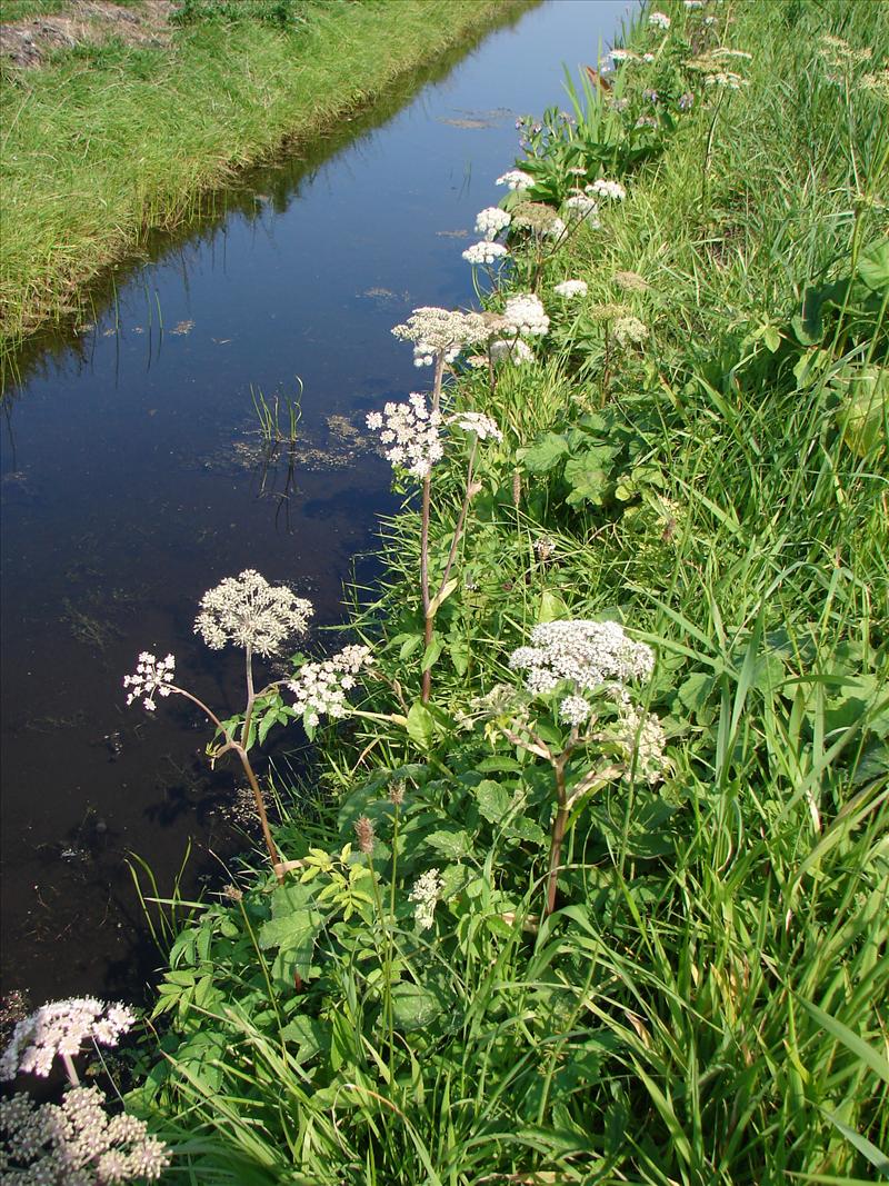 Angelica sylvestris (door Adrie van Heerden)