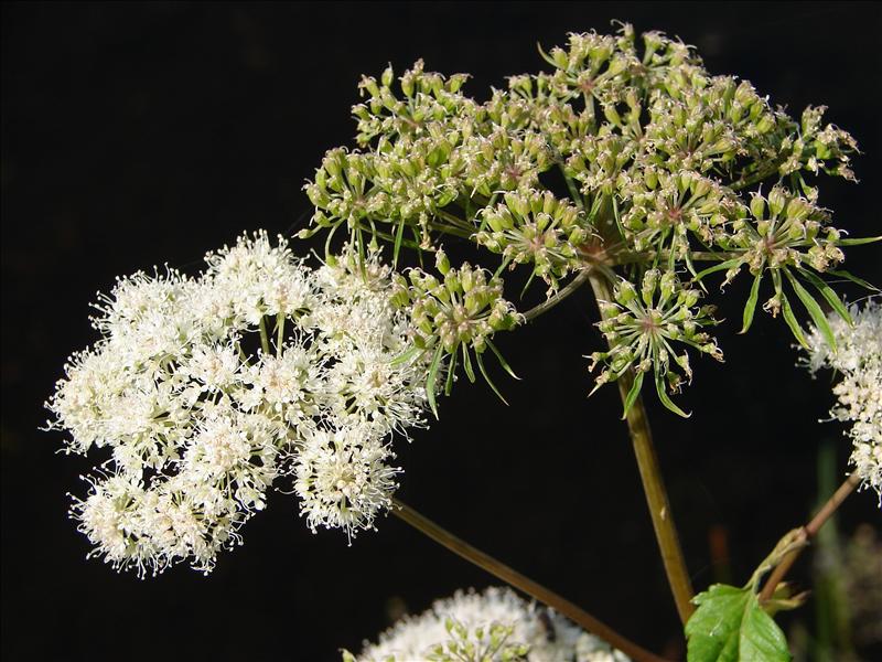 Angelica sylvestris (door Adrie van Heerden)