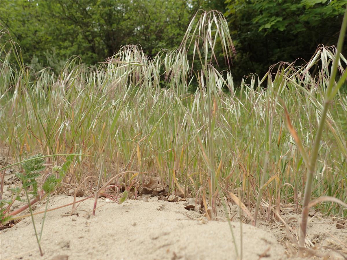 Anisantha tectorum (door Adrie van Heerden)