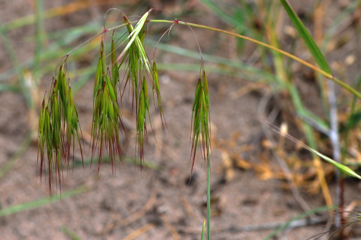 Anisantha tectorum (door Hans Toetenel)