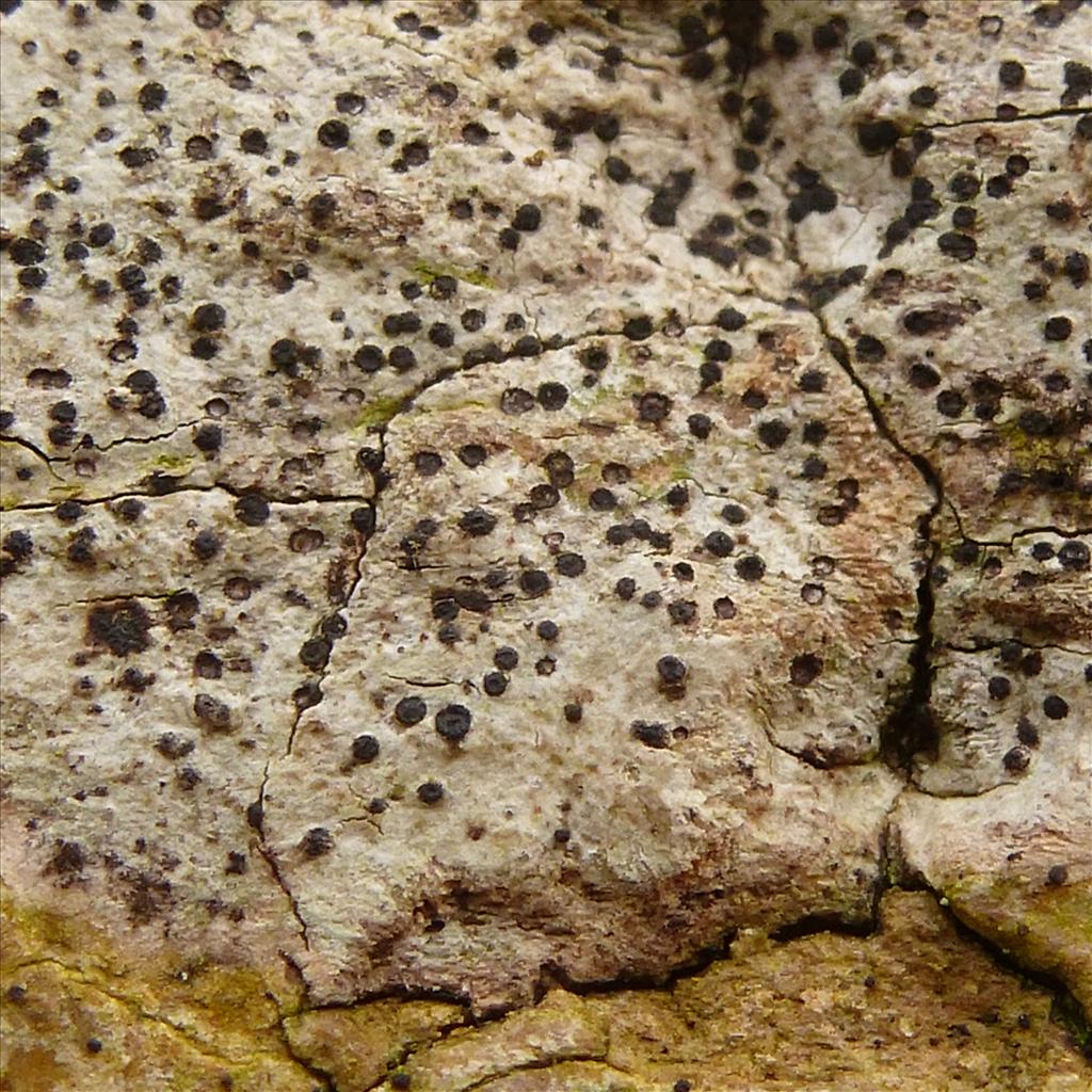 Anisomeridium biforme (door Klaas van Dort)