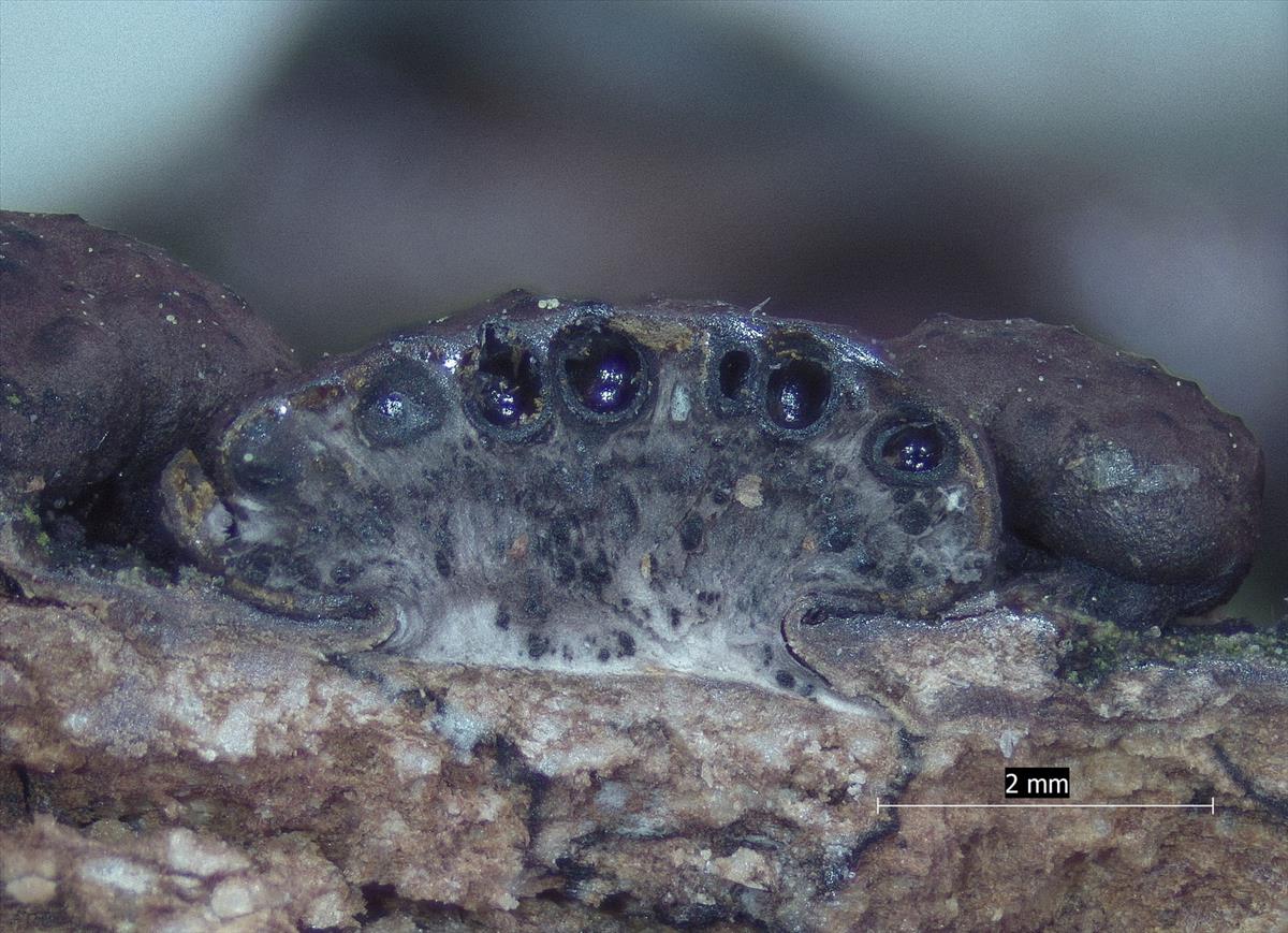 Annulohypoxylon cohaerens (door Eduard Osieck)