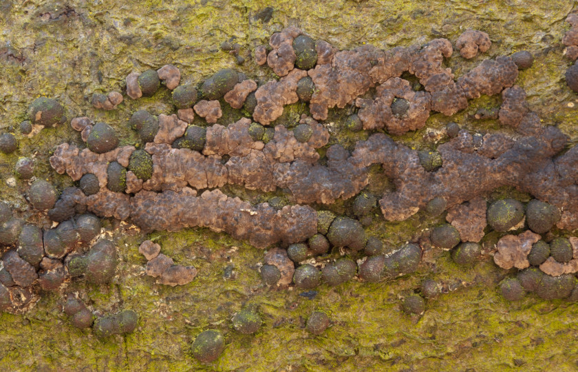 Annulohypoxylon cohaerens (door Aldert Gutter)