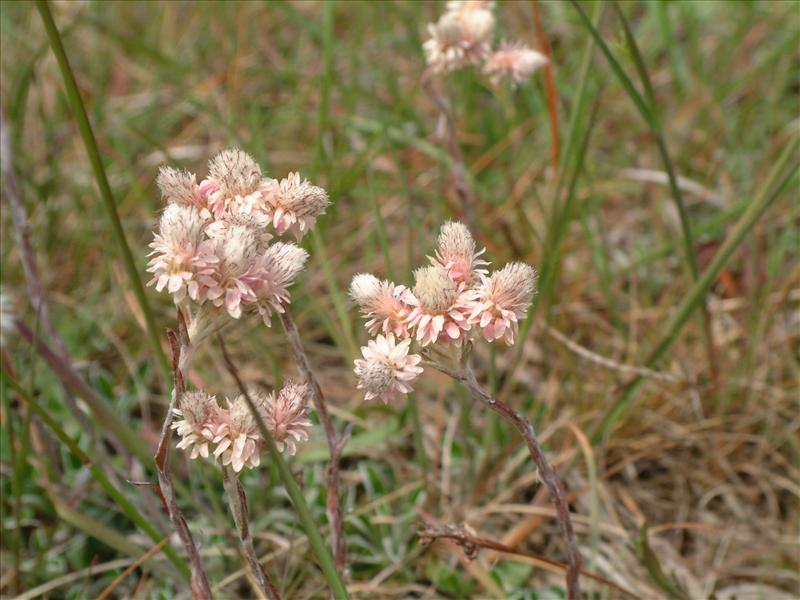 Antennaria dioica (door Adrie van Heerden)