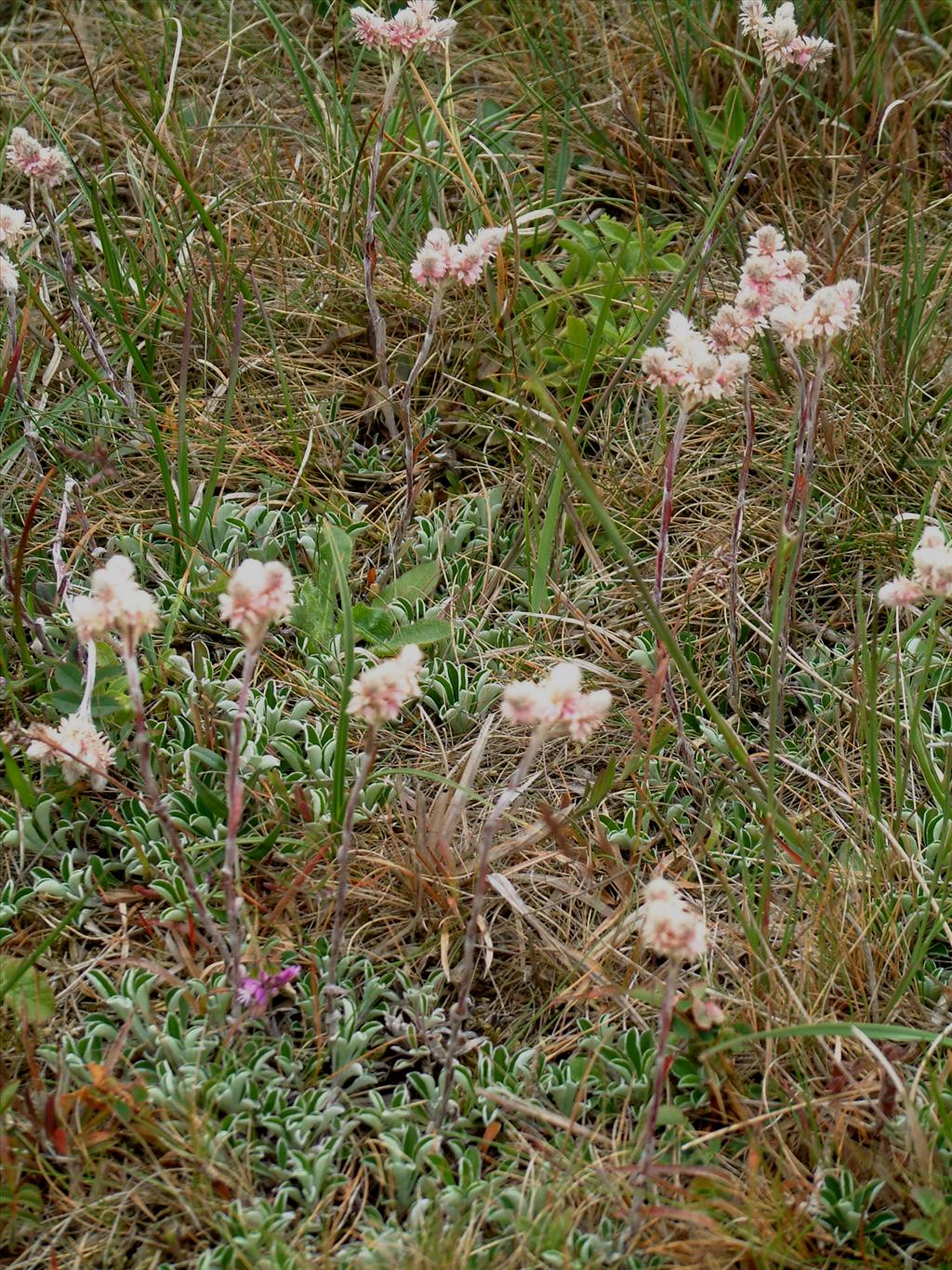 Antennaria dioica (door Adrie van Heerden)