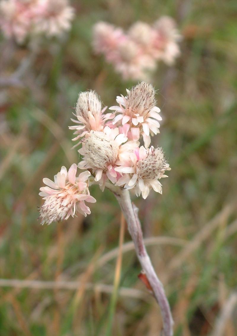 Antennaria dioica (door Adrie van Heerden)