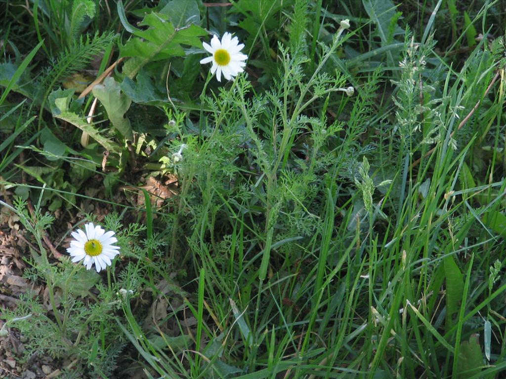 Anthemis arvensis (door Pieter Stolwijk)