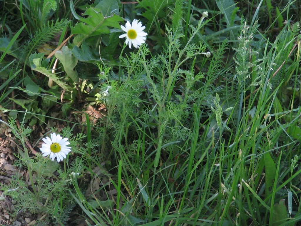 Anthemis arvensis (door Pieter Stolwijk)