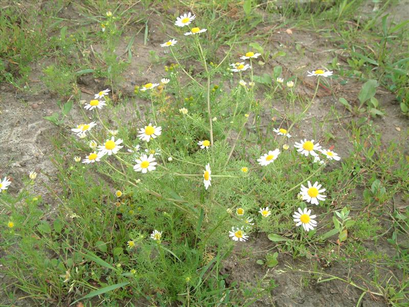 Anthemis cotula (door Adrie van Heerden)