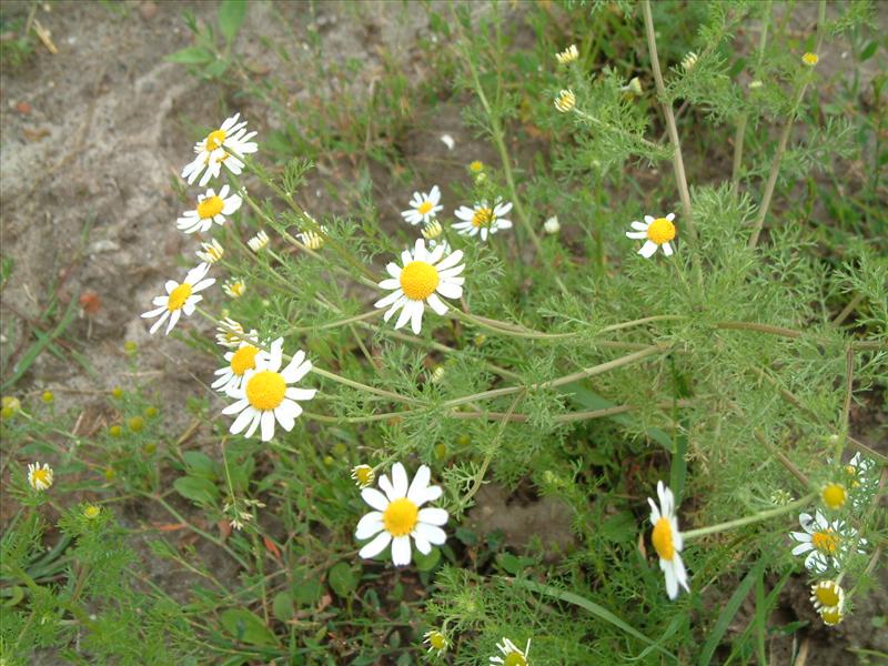 Anthemis cotula (door Adrie van Heerden)