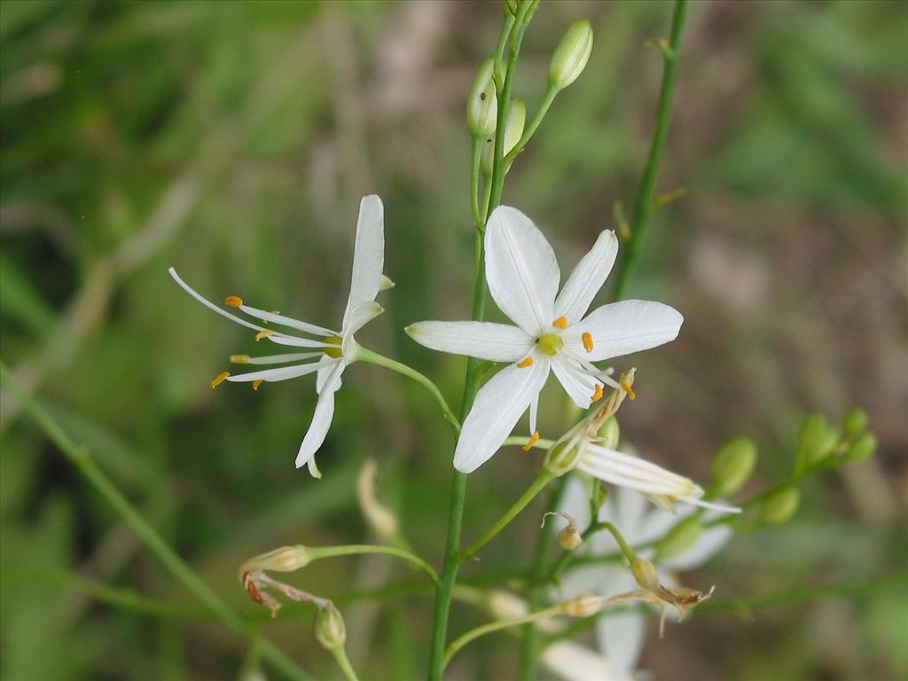 Anthericum liliago (door Gertjan van Mill)