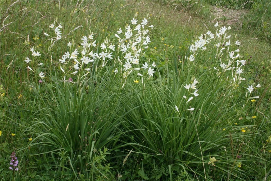 Anthericum liliago (door Gertjan van Mill)