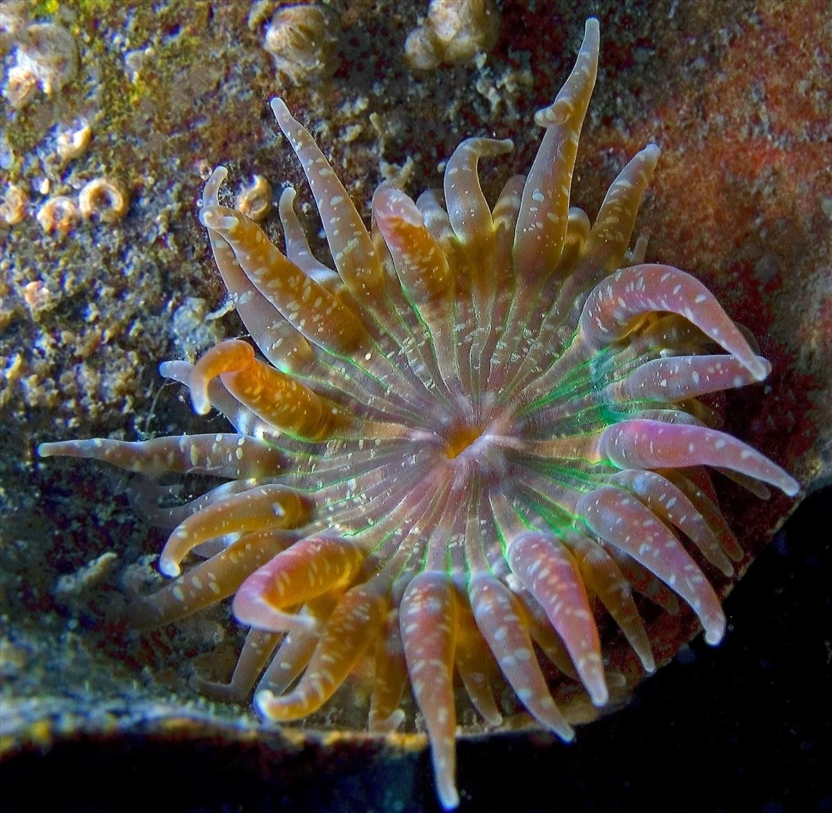 Anthopleura ballii (door Marco Faasse)