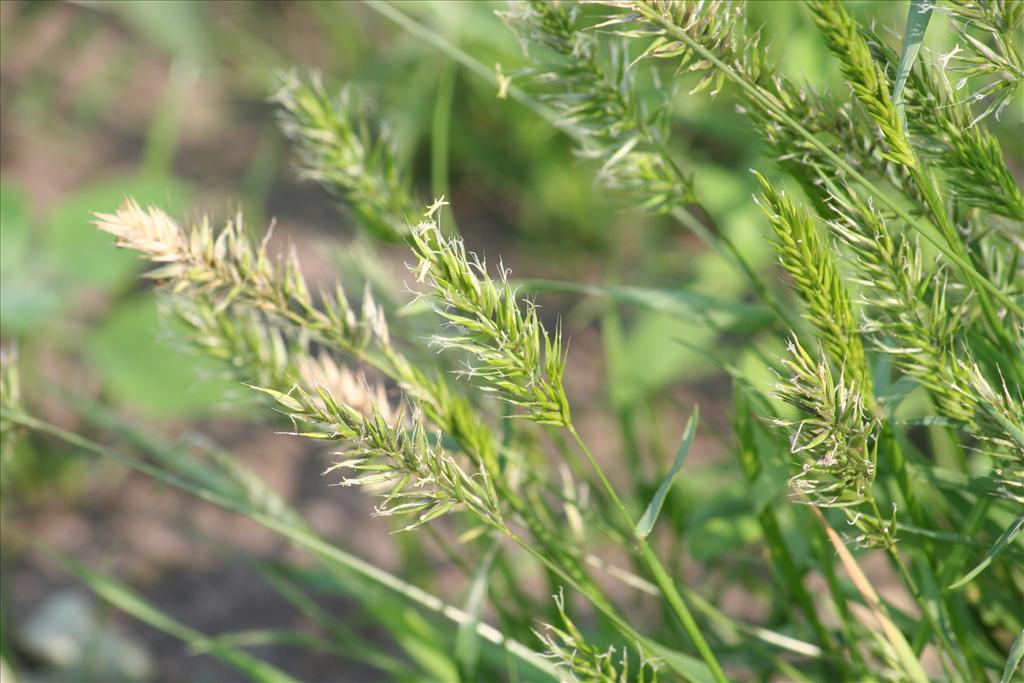 Anthoxanthum aristatum (door Pieter Stolwijk)