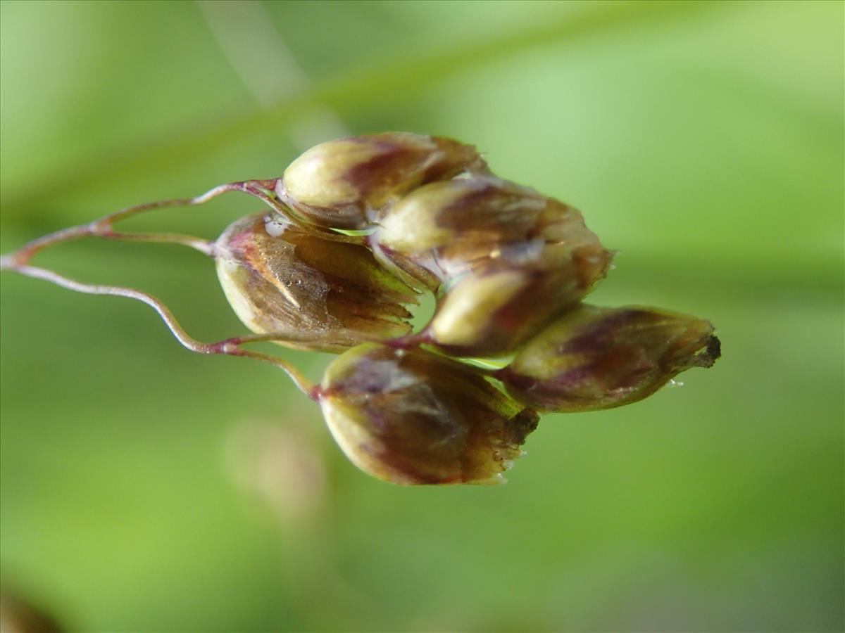 Anthoxanthum nitens (door Adrie van Heerden)