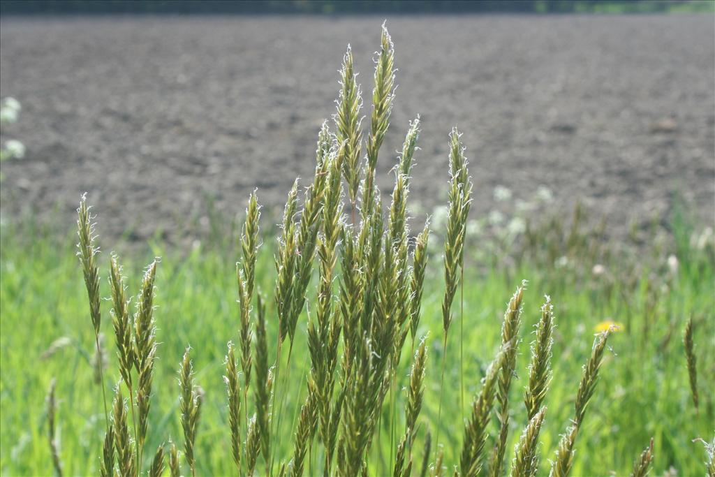 Anthoxanthum odoratum (door Pieter Stolwijk)