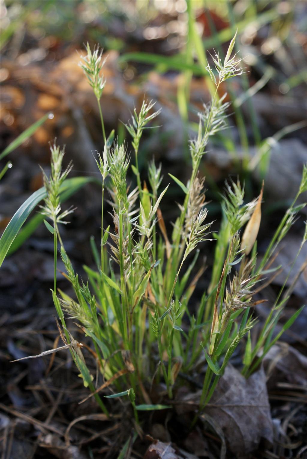 Anthoxanthum aristatum (door Adrie van Heerden)