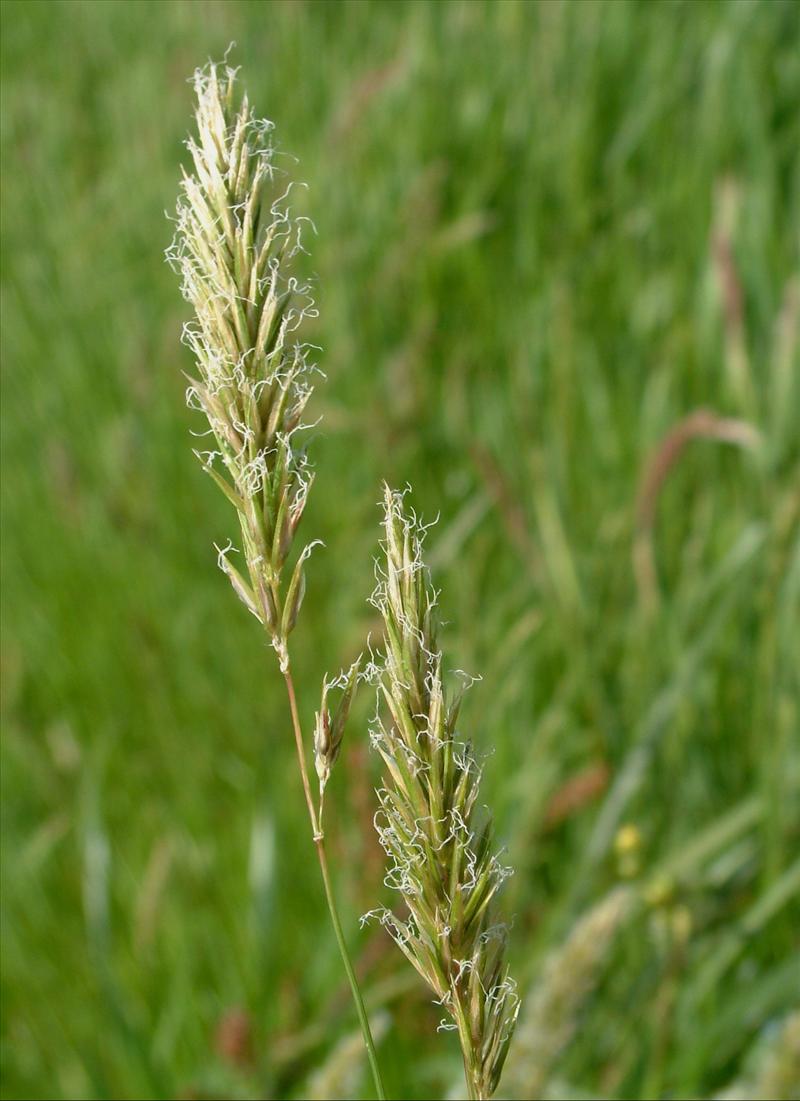 Anthoxanthum odoratum (door Adrie van Heerden)