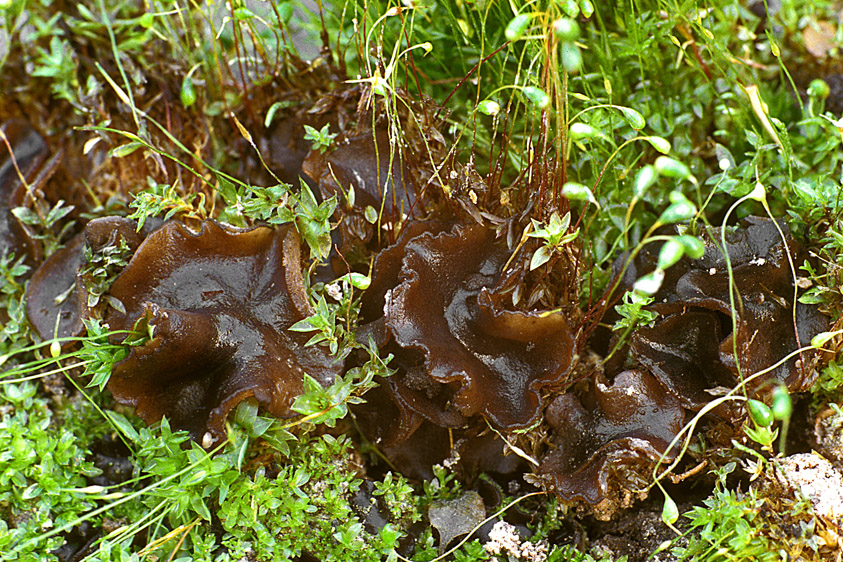 Anthracobia subatra (door Henk Huijser)