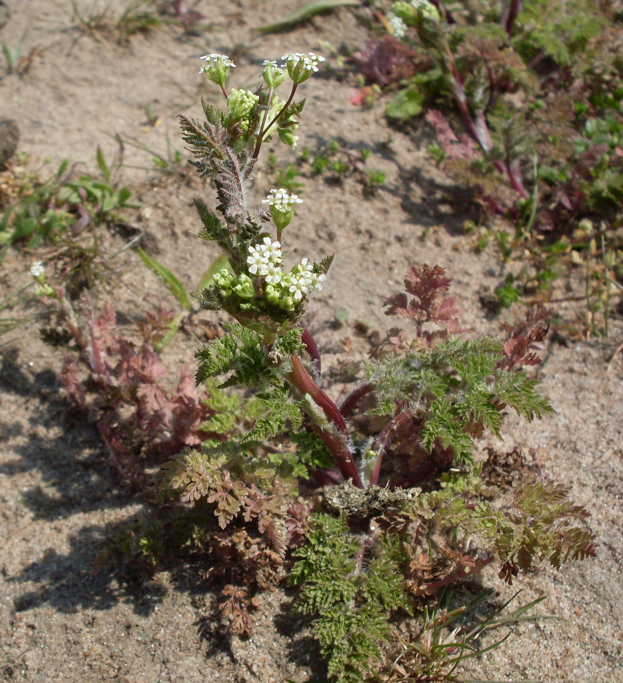 Anthriscus caucalis (door Dick Kerkhof)