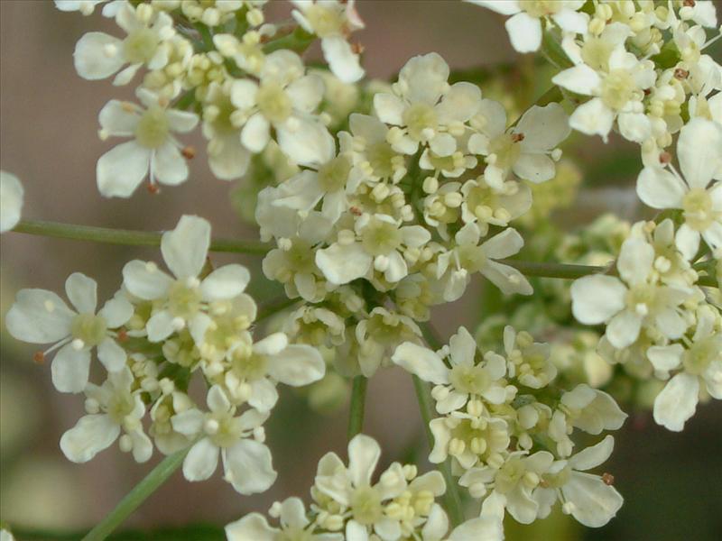 Anthriscus sylvestris (door Adrie van Heerden)