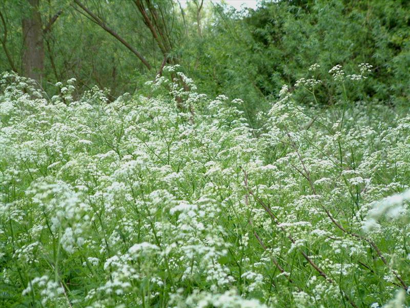 Anthriscus sylvestris (door Adrie van Heerden)