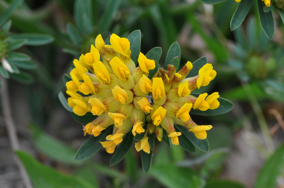 Anthyllis vulneraria (door Hans Toetenel)