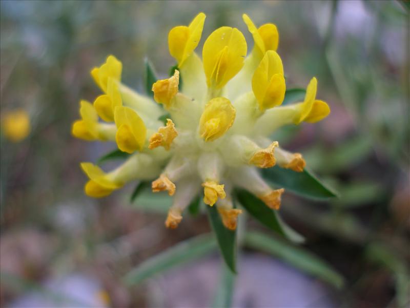 Anthyllis vulneraria (door Piet Bremer )